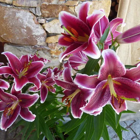 Holiday home Quinta D'alegria With Large Swimming Pool Near Coimbra *